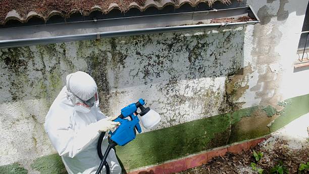 Trusted Mold Remediation service in Madison, IL - Cheap Mold Removal